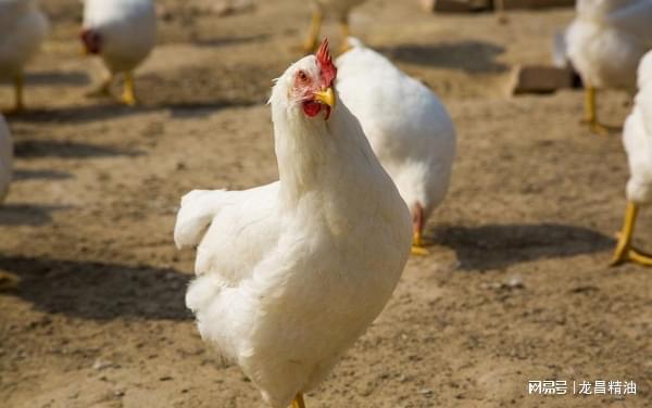 家禽饲养的真谛 方法比坚持更重要