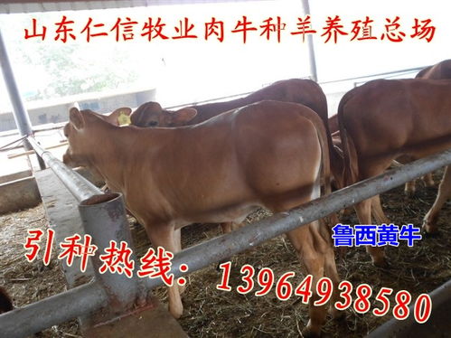农产品价格波动对家禽饲养业的影响与应对策略