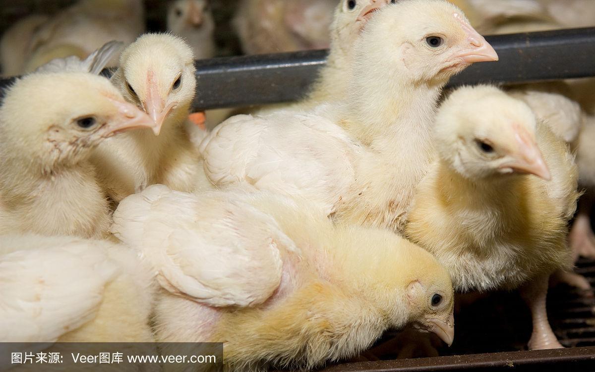 笼中肉鸡 家禽饲养场里的产量、健康与争议