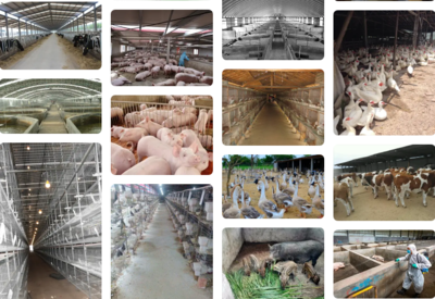 一袋22元胜过十瓶几十元？养殖场高效持久生物除臭消毒剂破解家禽舍氨气臭味困局